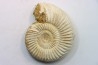 KRANAOSPHINCTES (PACHYPLANULITES) RABEI
