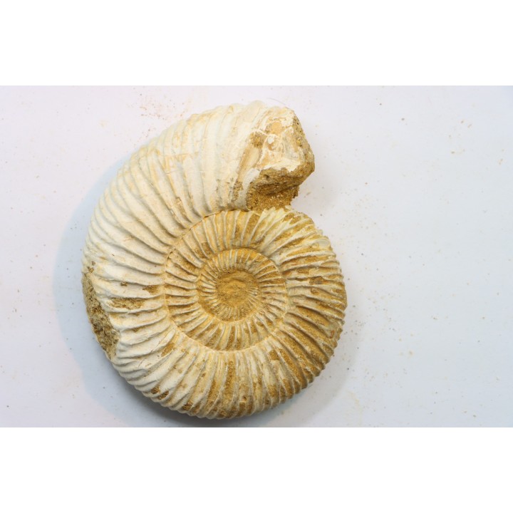 KRANAOSPHINCTES (PACHYPLANULITES) RABEI