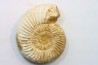 KRANAOSPHINCTES (PACHYPLANULITES) RABEI
