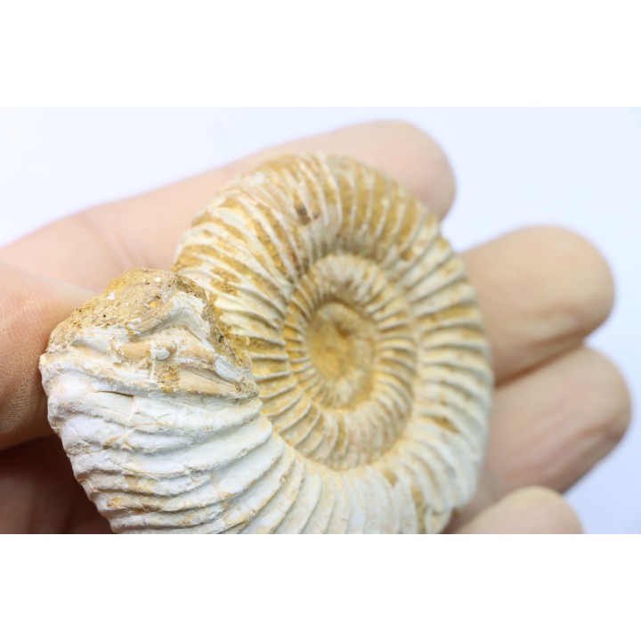 Microconque - 7.5 cm - KRANAOSPHINCTES (PACHYPLANULITES) RABEI - oxfordien - Madagascar