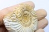 KRANAOSPHINCTES (PACHYPLANULITES) RABEI