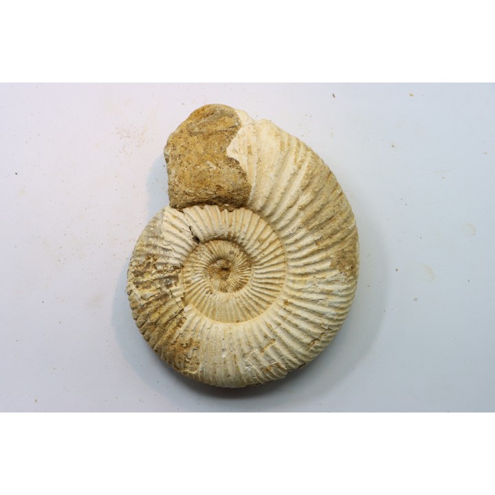 KRANAOSPHINCTES (PACHYPLANULITES) RABEI
