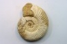 KRANAOSPHINCTES (PACHYPLANULITES) RABEI