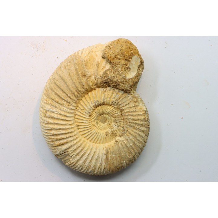 KRANAOSPHINCTES (PACHYPLANULITES) RABEI