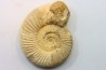 KRANAOSPHINCTES (PACHYPLANULITES) RABEI