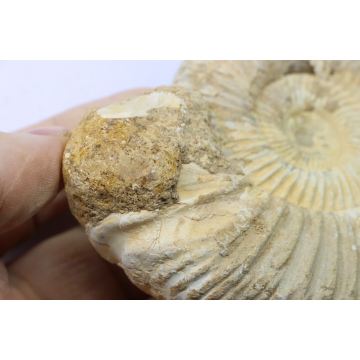 Microconque - 10.5 cm - KRANAOSPHINCTES (PACHYPLANULITES) RABEI - oxfordien - Madagascar