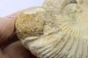 Microconque - 10.5 cm - KRANAOSPHINCTES (PACHYPLANULITES) RABEI - oxfordien - Madagascar