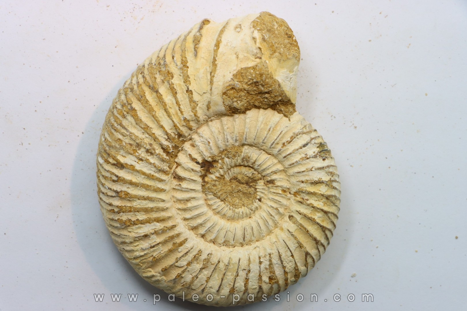 Microconque - 8.5 cm - KRANAOSPHINCTES (PACHYPLANULITES) RABEI - oxfordien - Madagascar