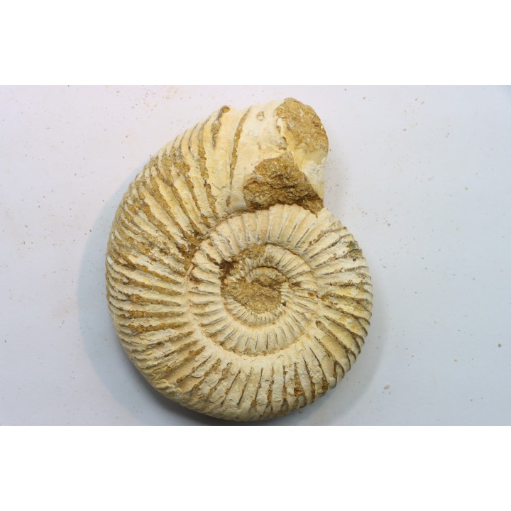 KRANAOSPHINCTES (PACHYPLANULITES) RABEI