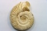 Microconque - 8.5 cm - KRANAOSPHINCTES (PACHYPLANULITES) RABEI - oxfordien - Madagascar
