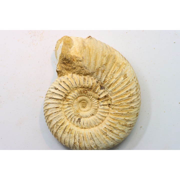Microconque - 8.5 cm - KRANAOSPHINCTES (PACHYPLANULITES) RABEI - oxfordien - Madagascar