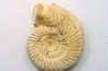 KRANAOSPHINCTES (PACHYPLANULITES) RABEI