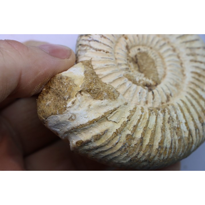 KRANAOSPHINCTES (PACHYPLANULITES) RABEI