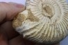 KRANAOSPHINCTES (PACHYPLANULITES) RABEI
