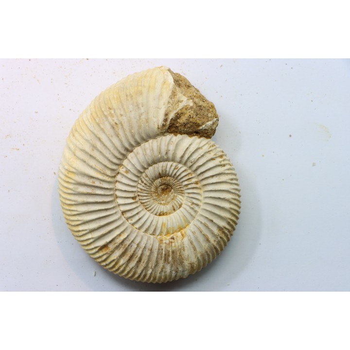 Microconque - 8 cm - KRANAOSPHINCTES (PACHYPLANULITES) RABEI - oxfordien - Madagascar