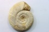 Microconque - 8 cm - KRANAOSPHINCTES (PACHYPLANULITES) RABEI - oxfordien - Madagascar
