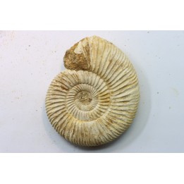 KRANAOSPHINCTES (PACHYPLANULITES) RABEI
