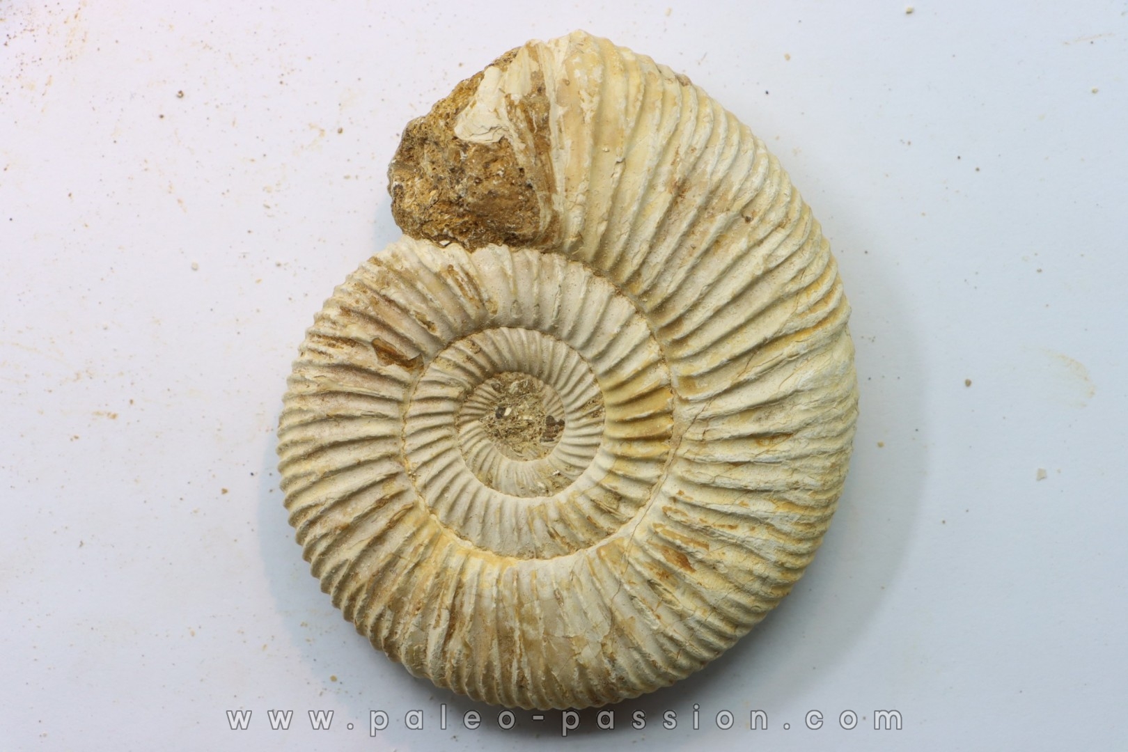 Microconque - 8 cm - KRANAOSPHINCTES (PACHYPLANULITES) RABEI - oxfordien - Madagascar