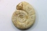 Microconque - 8 cm - KRANAOSPHINCTES (PACHYPLANULITES) RABEI - oxfordien - Madagascar