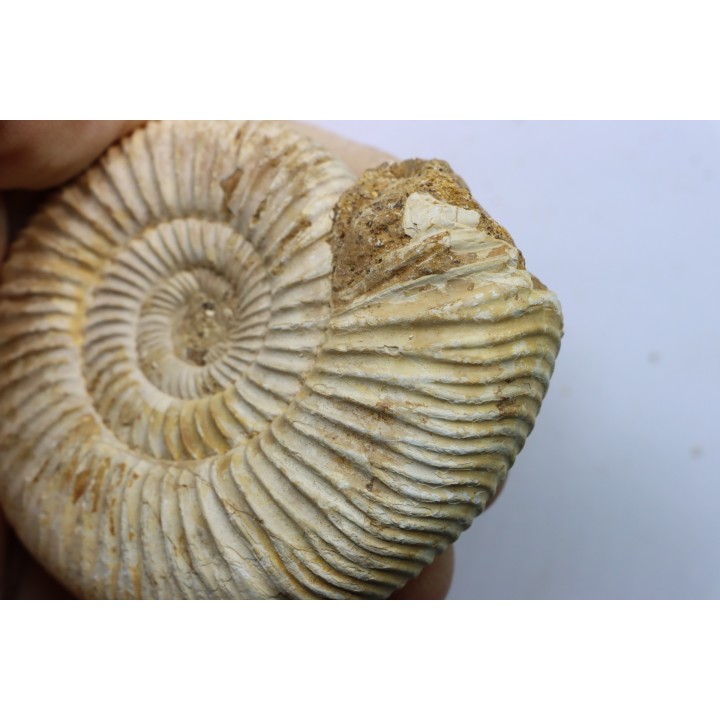 Microconque - 8 cm - KRANAOSPHINCTES (PACHYPLANULITES) RABEI - oxfordien - Madagascar