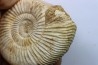 Microconque - 8 cm - KRANAOSPHINCTES (PACHYPLANULITES) RABEI - oxfordien - Madagascar