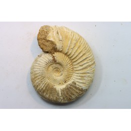 KRANAOSPHINCTES (PACHYPLANULITES) RABEI