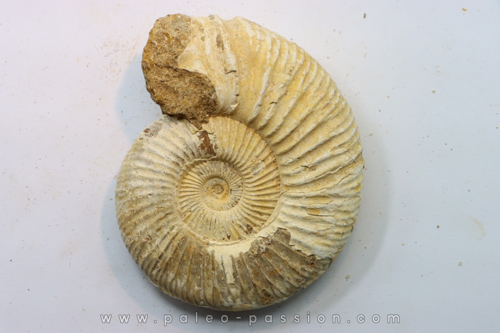 Microconque - 9.5 cm - KRANAOSPHINCTES (PACHYPLANULITES) RABEI - oxfordien - Madagascar