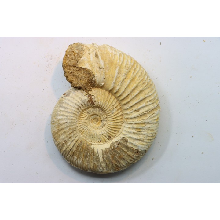 Microconque - 9.5 cm - KRANAOSPHINCTES (PACHYPLANULITES) RABEI - oxfordien - Madagascar