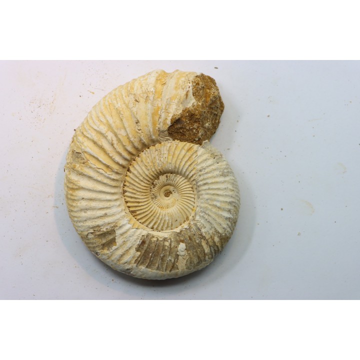 Microconque - 9.5 cm - KRANAOSPHINCTES (PACHYPLANULITES) RABEI - oxfordien - Madagascar