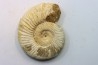 KRANAOSPHINCTES (PACHYPLANULITES) RABEI
