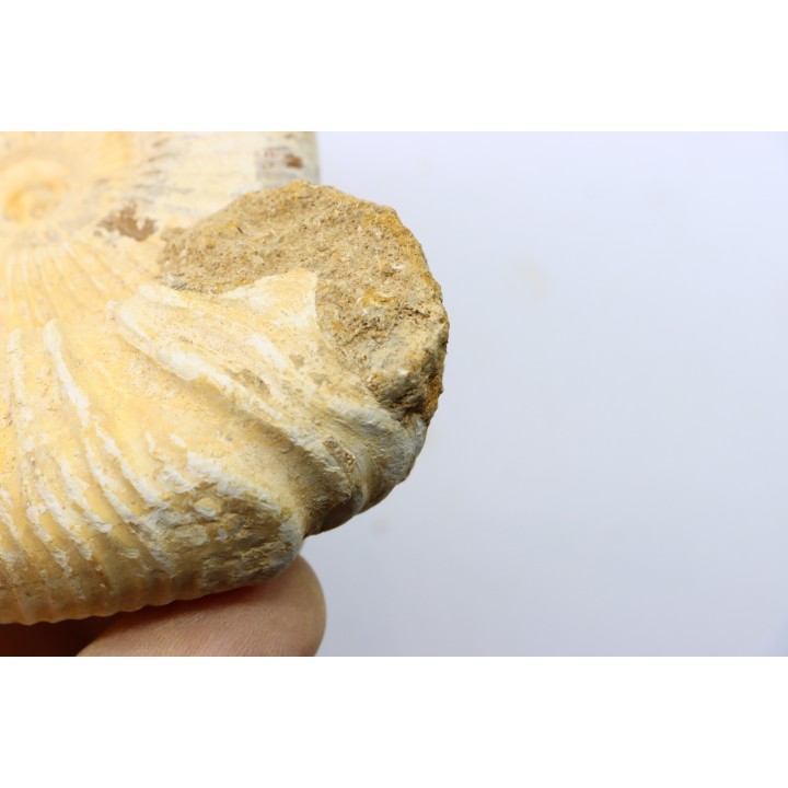Microconque - 9.5 cm - KRANAOSPHINCTES (PACHYPLANULITES) RABEI - oxfordien - Madagascar