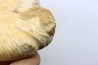 Microconque - 9.5 cm - KRANAOSPHINCTES (PACHYPLANULITES) RABEI - oxfordien - Madagascar