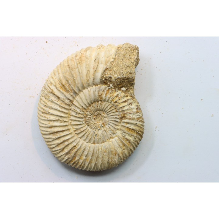 KRANAOSPHINCTES (PACHYPLANULITES) RABEI