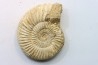 Microconque - 7.5 cm - KRANAOSPHINCTES (PACHYPLANULITES) RABEI - oxfordien - Madagascar