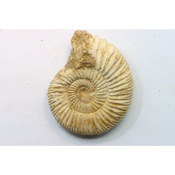 Microconque - 7.5 cm - KRANAOSPHINCTES (PACHYPLANULITES) RABEI - oxfordien - Madagascar