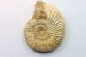 KRANAOSPHINCTES (PACHYPLANULITES) RABEI