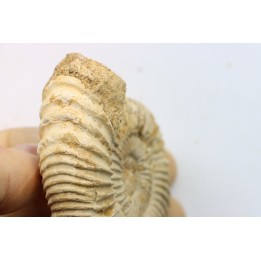 KRANAOSPHINCTES (PACHYPLANULITES) RABEI