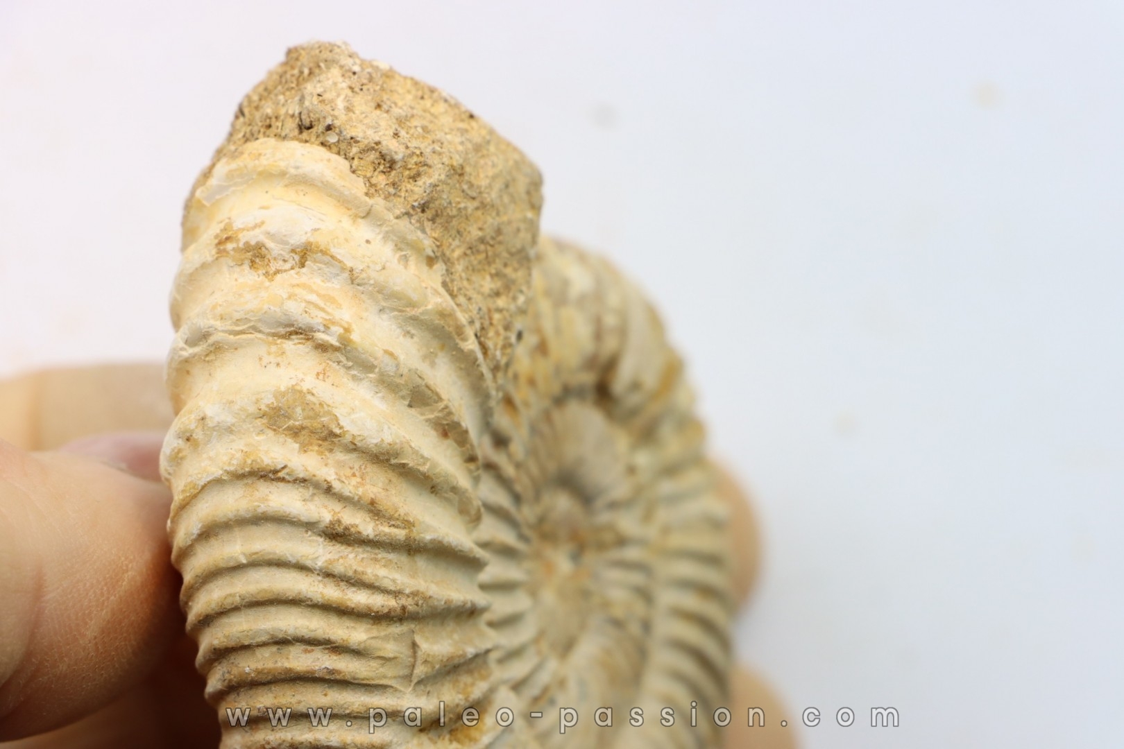 Microconque - 7.5 cm - KRANAOSPHINCTES (PACHYPLANULITES) RABEI - oxfordien - Madagascar