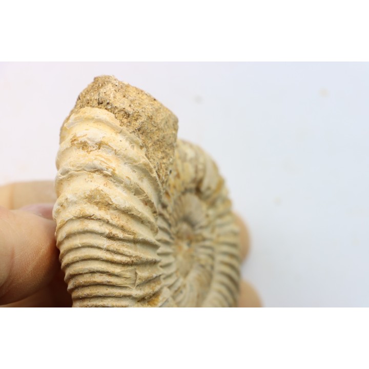 KRANAOSPHINCTES (PACHYPLANULITES) RABEI