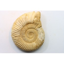KRANAOSPHINCTES (PACHYPLANULITES) RABEI