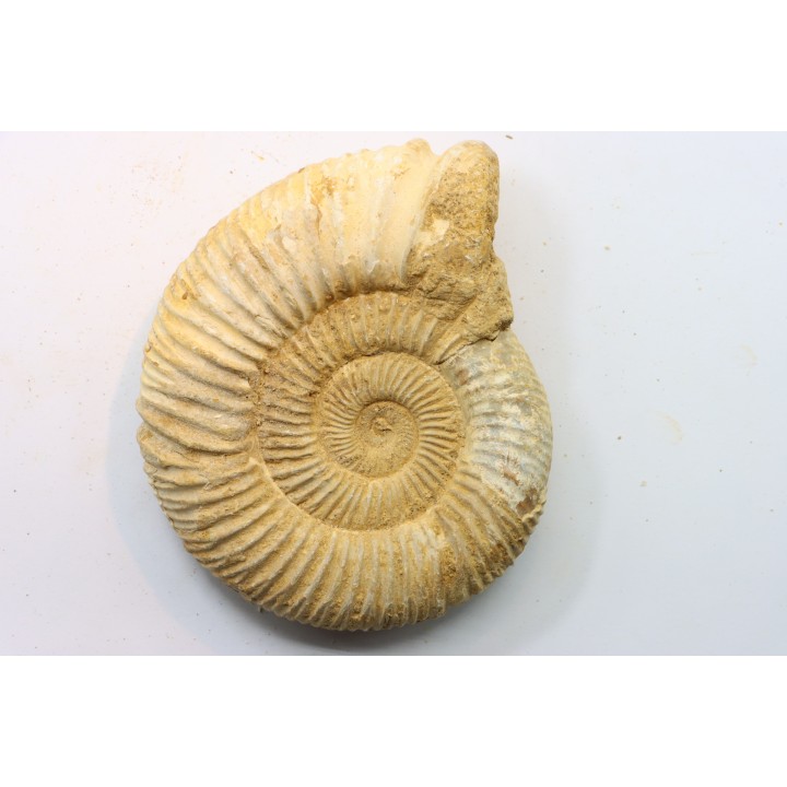 Microconque - 11 cm - KRANAOSPHINCTES (PACHYPLANULITES) RABEI - oxfordien - Madagascar