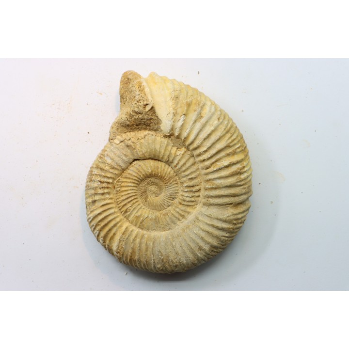 KRANAOSPHINCTES (PACHYPLANULITES) RABEI