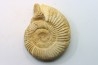 Microconque - 11 cm - KRANAOSPHINCTES (PACHYPLANULITES) RABEI - oxfordien - Madagascar