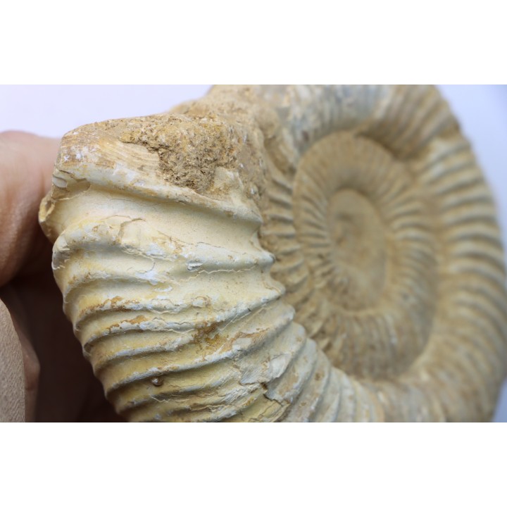 KRANAOSPHINCTES (PACHYPLANULITES) RABEI