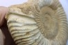 KRANAOSPHINCTES (PACHYPLANULITES) RABEI