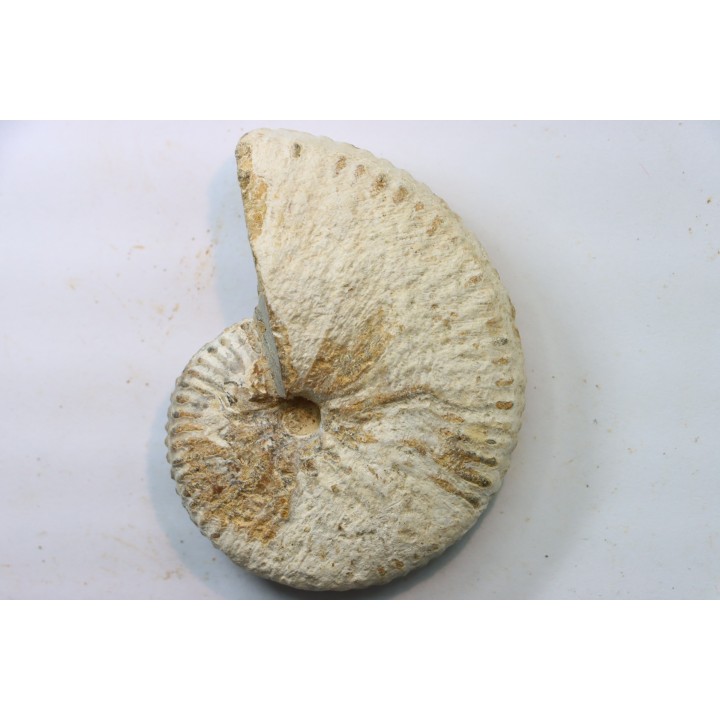 Taramelliceras callicerum  - oxfordien - Madagascar