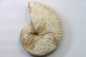 Taramelliceras callicerum