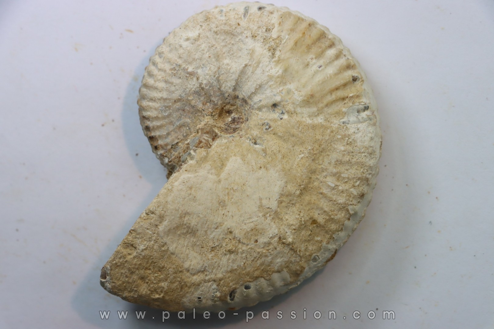 Taramelliceras callicerum - oxfordien - Madagascar