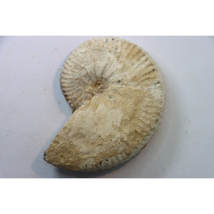 Taramelliceras callicerum