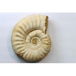 Mirosphinctes-aff-frickensis (4)